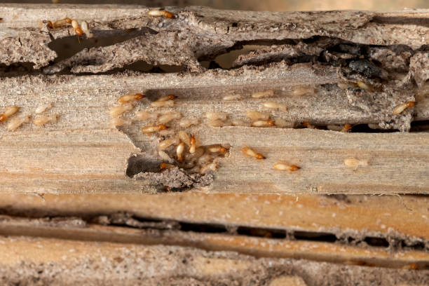 Best Affordable Pest Control Services  in Casa Blanca, AZ